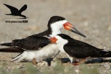 _MG_6922 Black Skimmer.JPG