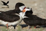 _MG_6929 Black Skimmer.JPG