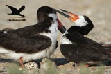 _MG_6934 Black Skimmer.JPG