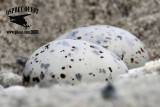 _MG_5471 Least Tern - incubating pikei - eggs.jpg