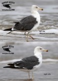 _MG_807492 Lesser Black-backed Gull.jpg