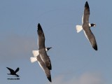 _MG_0109 Laughing Gull stealing Black Skimmer chick.jpg