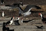 _MG_1200 Laughing Gull stealing Black Skimmer chick.jpg