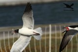 _MG_1214 Laughing Gull stealing Black Skimmer chick.jpg