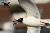 _MG_1215 Laughing Gull stealing Black Skimmer chick.jpg