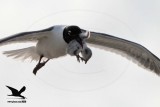 _MG_1233 Laughing Gull stealing Black Skimmer chick.jpg
