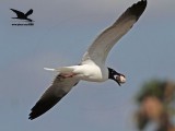 _MG_8708 Laughing Gull stealing Black Skimmer egg.jpg