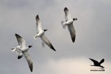 _MG_1698 Laughing Gull stealing Black Skimmer chick.jpg