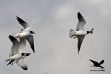 _MG_1699 Laughing Gull stealing Black Skimmer chick.jpg