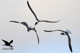 _MG_1730 Laughing Gull stealing Black Skimmer chick.jpg