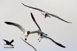 _MG_1732 Laughing Gull stealing Black Skimmer chick.jpg