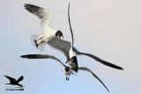 _MG_1733 Laughing Gull stealing Black Skimmer chick.jpg
