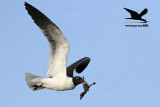 _MG_1742 Laughing Gull stealing Black Skimmer chick.jpg