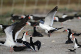 _MG_3916 Laughing Gull stealing Black Skimmer egg.jpg