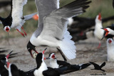 _MG_3919crop Laughing Gull stealing Black Skimmer egg.jpg