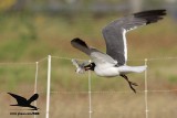 _MG_0484 Laughing Gull stealing Black Skimmer chick.jpg