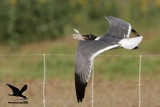_MG_0485 Laughing Gull stealing Black Skimmer chick.jpg