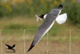 _MG_0486 Laughing Gull stealing Black Skimmer chick.jpg