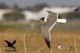 _MG_0492 Laughing Gull stealing Black Skimmer chick.jpg