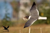 _MG_0493 Laughing Gull stealing Black Skimmer chick.jpg