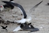 _MG_3672Laughing Gulls territorial fight inside Black Skimmer colony.jpg