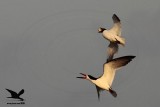_MG_3714 Laughing Gull stealing Black Skimmer egg.jpg