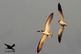 _MG_3715 Laughing Gull stealing Black Skimmer egg.jpg