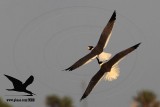 _MG_3725 Laughing Gull stealing Black Skimmer egg.jpg