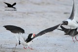 _MG_2963 Laughing Gull stealing fish from Black Skimmer.jpg