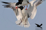 _MG_4835 Laughing Gull stealing fish from Black Skimmer.jpg