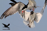 _MG_4836 Laughing Gull stealing fish from Black Skimmer.jpg