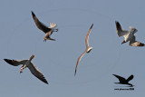 _MG_5467 Laughing Gull stealing fish from Black Skimmer.jpg