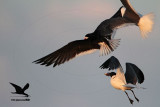 _MG_5582 Laughing Gull stealing fish from Black Skimmer.jpg