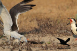 _MG_7242 Laughing Gull stealing fish from Black Skimmer.jpg