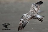 _MG_5826 Lesser Black-backed Gull.jpg