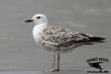 _MG_5904 Lesser Black-backed Gull.jpg