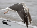 _MG_8595 Lesser Black-backed Gull.jpg