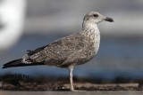 _MG_8110 Lesser Black-backed Gull.jpg