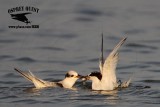 Least Tern - feeding juvenile offshore in water