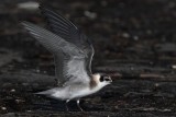 _MG_8945 Black Tern.jpg