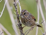 _MG_1778 Seaside Sparrow.jpg