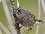 _MG_1787 Seaside Sparrow.jpg