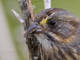 _MG_1787crop Seaside Sparrow.jpg