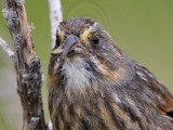 _MG_1802crop Seaside Sparrow.jpg