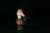_MG_5710 Black-bellied Whistling-Duck.jpg