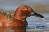 _MG_7030 Cinnamon Teal.jpg