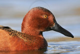 _MG_7093 Cinnamon Teal.jpg