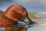 _MG_7114 Cinnamon Teal.jpg