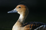 _MG_6366 Fulvous Whistling Duck.jpg
