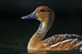 _MG_6372 Fulvous Whistling Duck.jpg